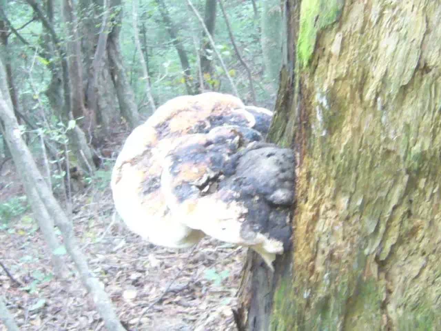 サルノコシカケ サルノコシカケ