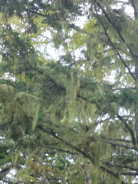 サルオガセ サルオガセ