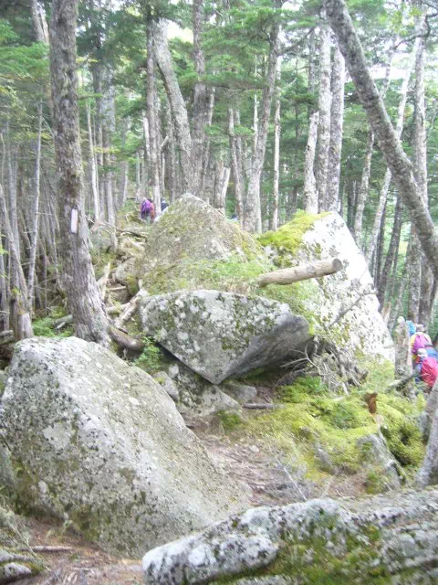 シラビソ原生林 シラビソ原生林