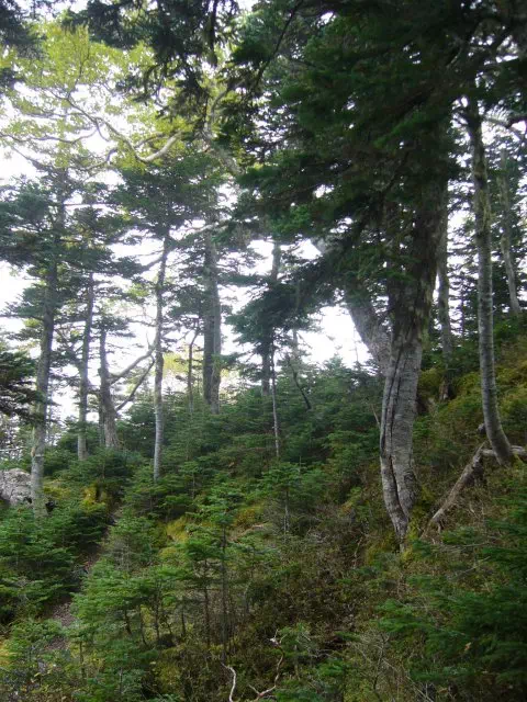 シラビソ原生林 シラビソ原生林