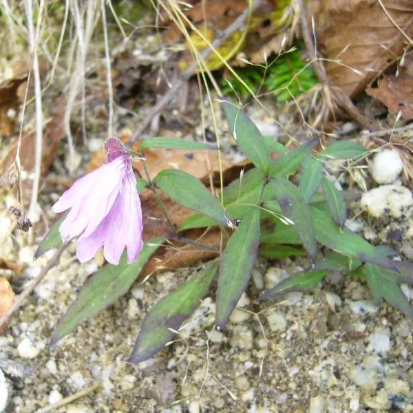 タカネビランジ