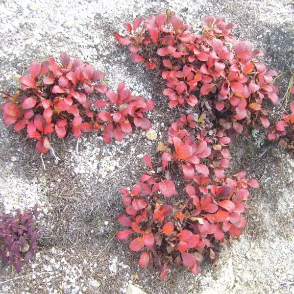 ウラシマツツジ