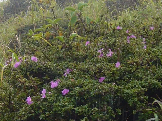 狂い咲き 狂い咲き