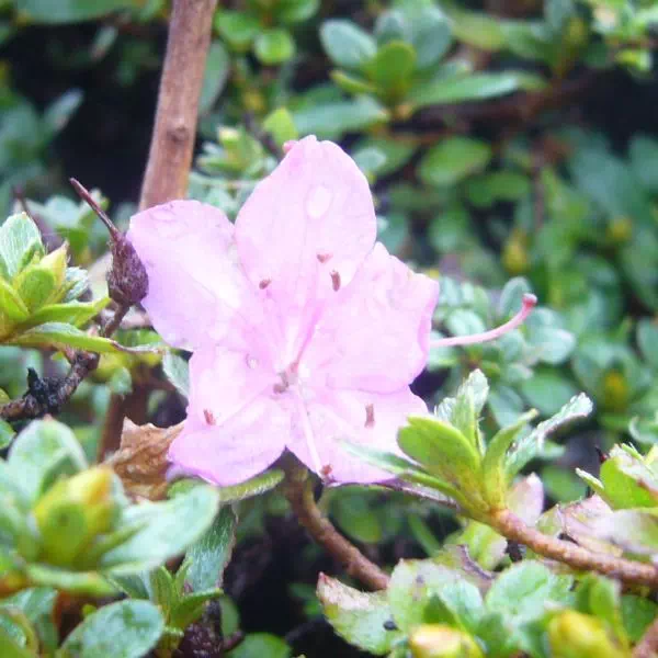 ミヤマキリシマ ミヤマキリシマ