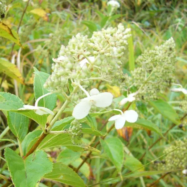 ノリウツギ ノリウツギ