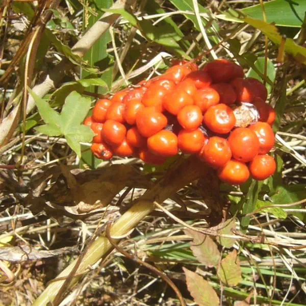 マムシグサ マムシグサ