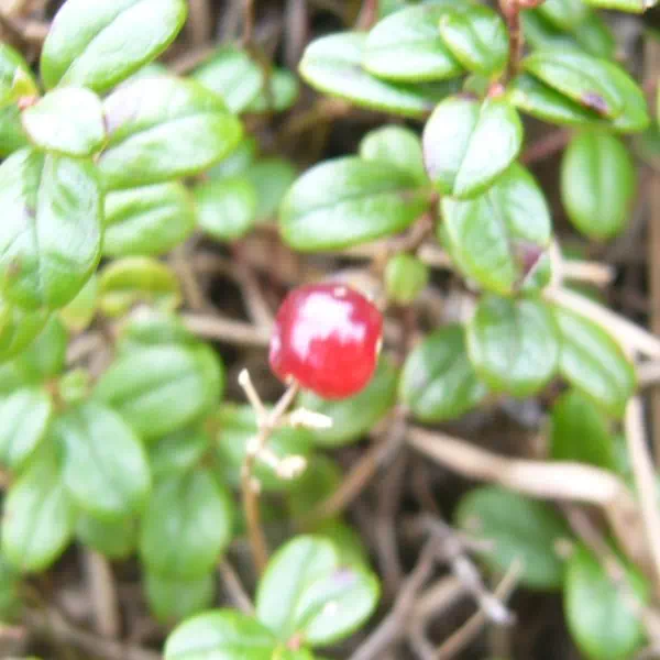 コケモモ コケモモ