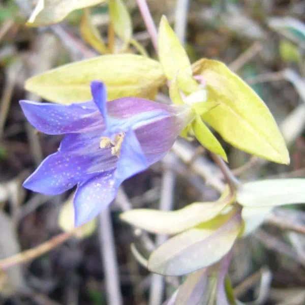 ツルリンドウ ツルリンドウ