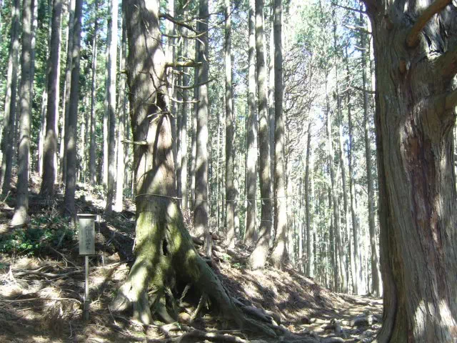 しめつりのご神木 しめつりのご神木