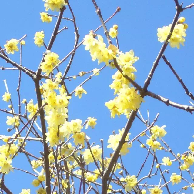 ソシンロウバイ ソシンロウバイ