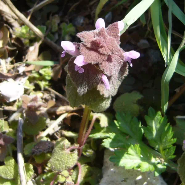 ヒメオドリコソウ