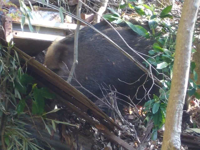 いのしし いのしし