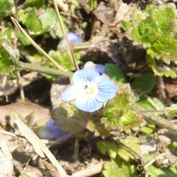 イヌノフグリ イヌノフグリ