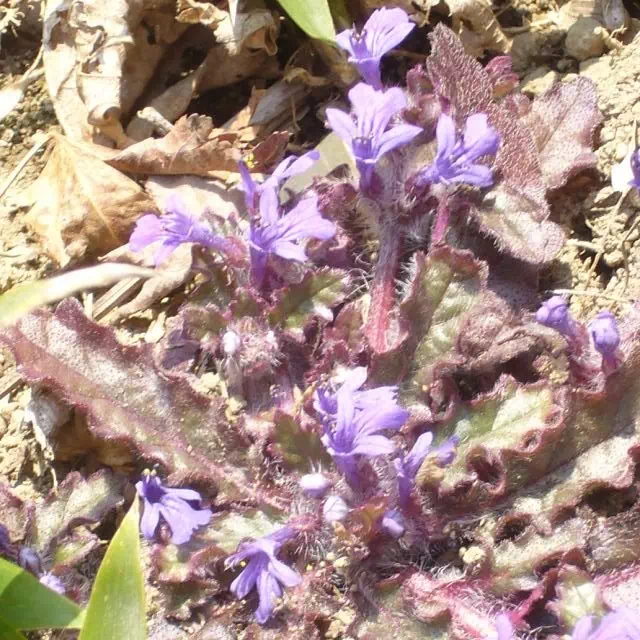 キランソウ キランソウ