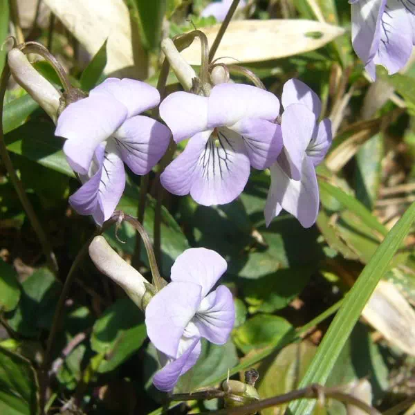 タチツボスミレ