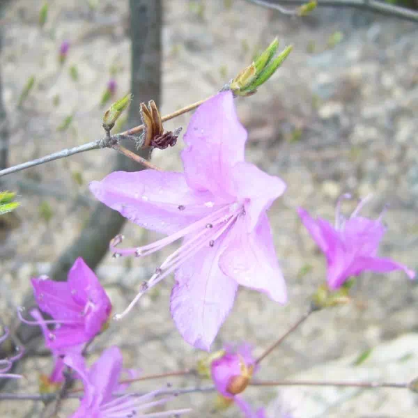 トウゴクミツバツツジ トウゴクミツバツツジ