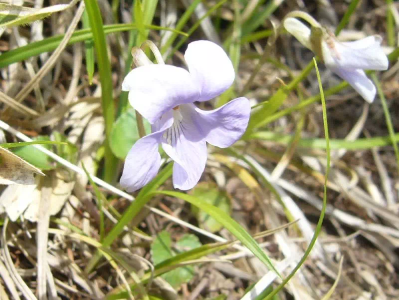 タチツボスミレ