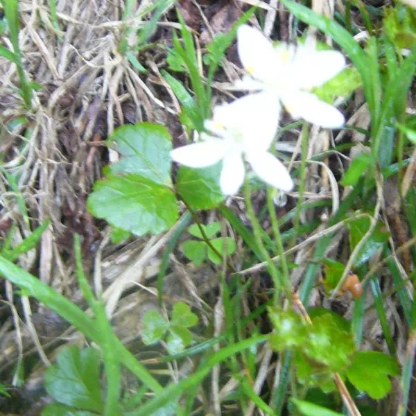 ミツバオウレン