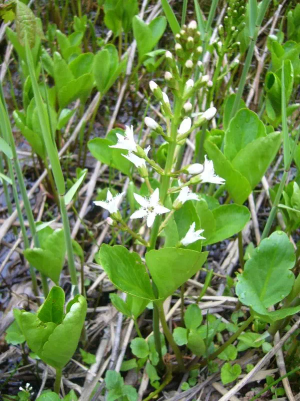 ミツガシワ ミツガシワ