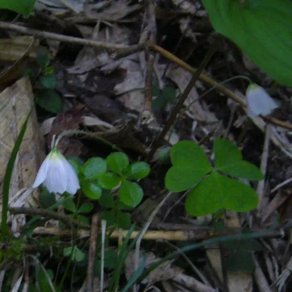 ミヤマカタバミ