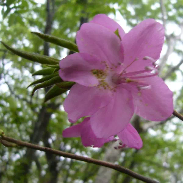 ムラサキヤシオ