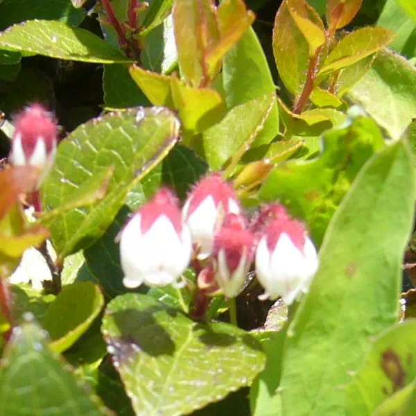 アカモノ アカモノ