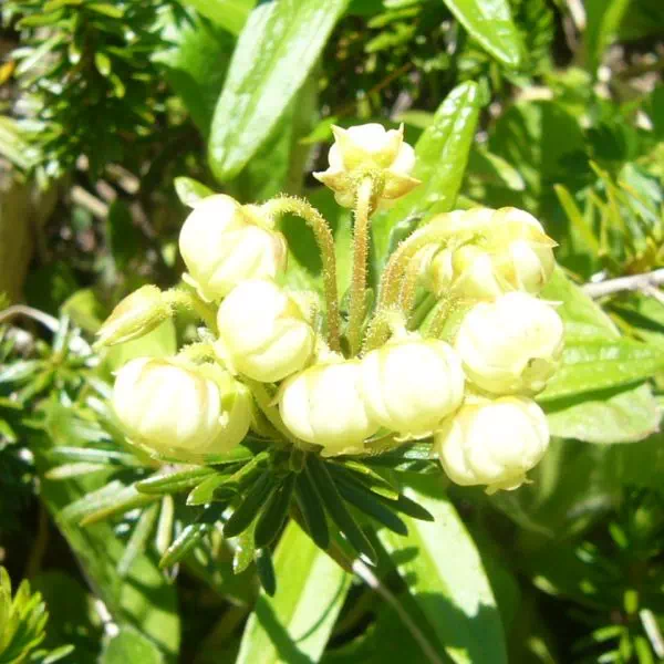 アオノツガザクラ