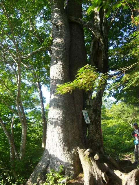 合体の樹 合体の樹