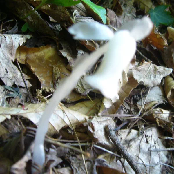 ギンリョウソウ