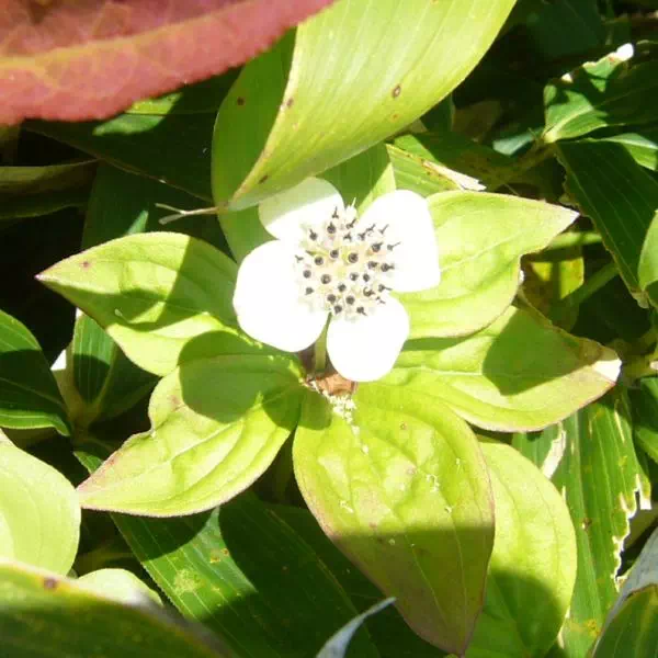 ゴゼンタチバナ ゴゼンタチバナ