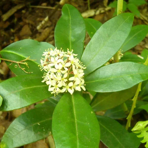 ハイミヤマシキミ