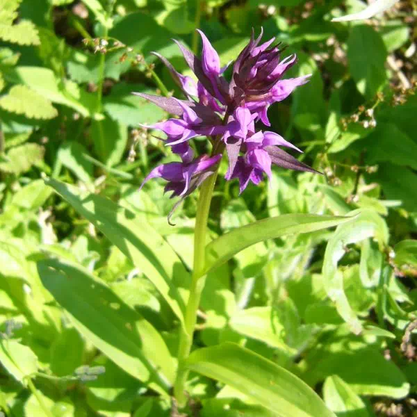 ハクサンチドリ