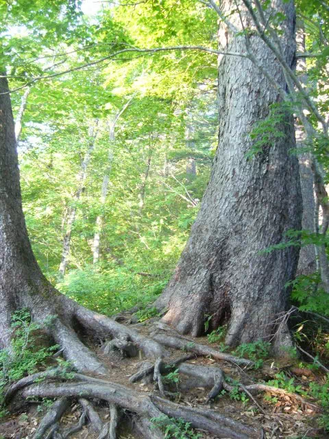 ひめこ松 ひめこ松