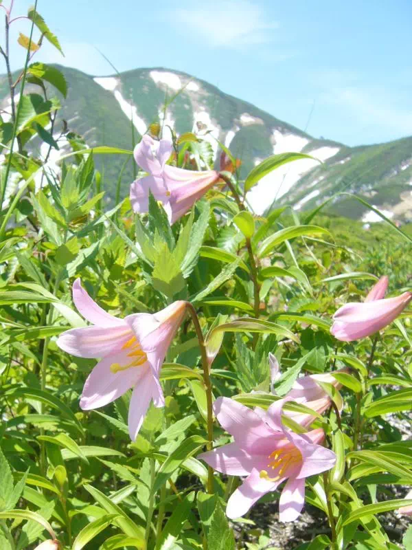 ヒメサユリ ヒメサユリ