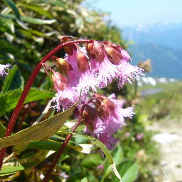 イワカガミ イワカガミ