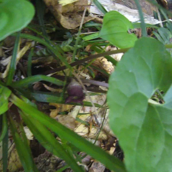 コシノカンアオイ