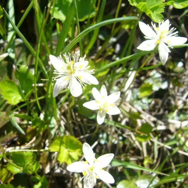 ミツバオウレン ミツバオウレン