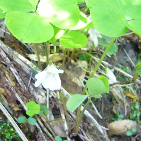 ミヤマカタバミ