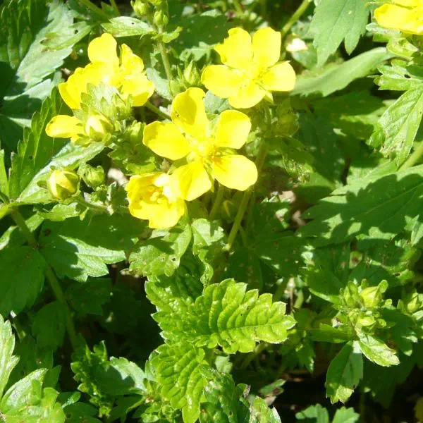 ミヤマキンバイ