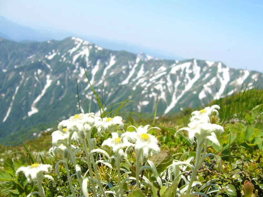 ミヤマウスユキソウ