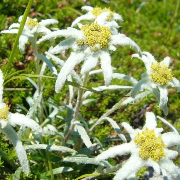 ミヤマウスユキソウ