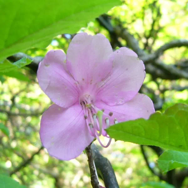 ムラサキヤシオ