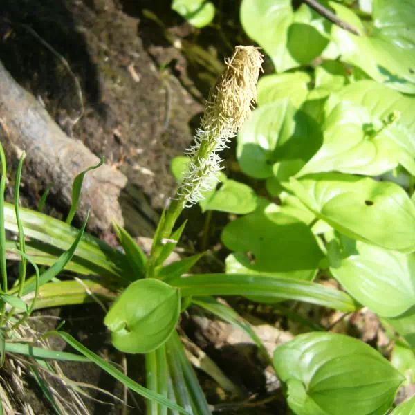 オクノカンスゲ
