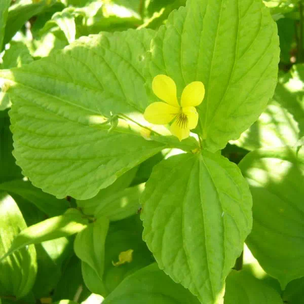 オオバキスミレ