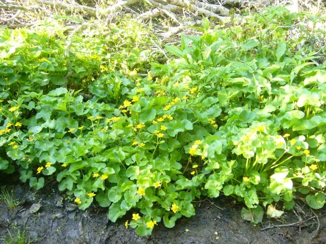 リュウキンカ リュウキンカ