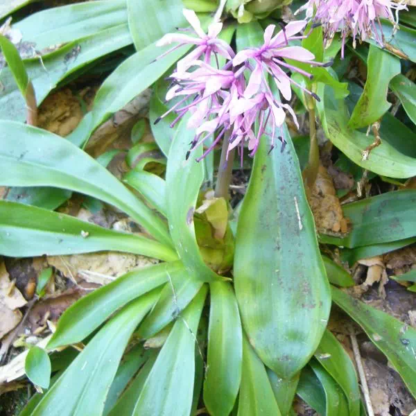 ショウジョウバカマ