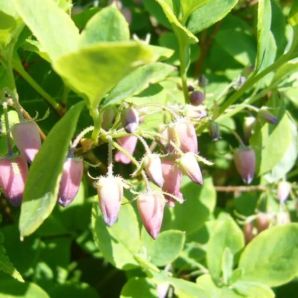 ウラジロヨウラク