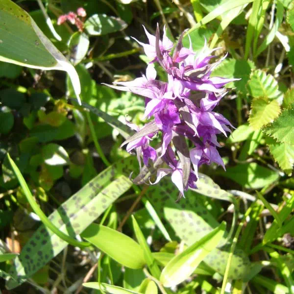 ウズラバハクサンチドリ ウズラバハクサンチドリ