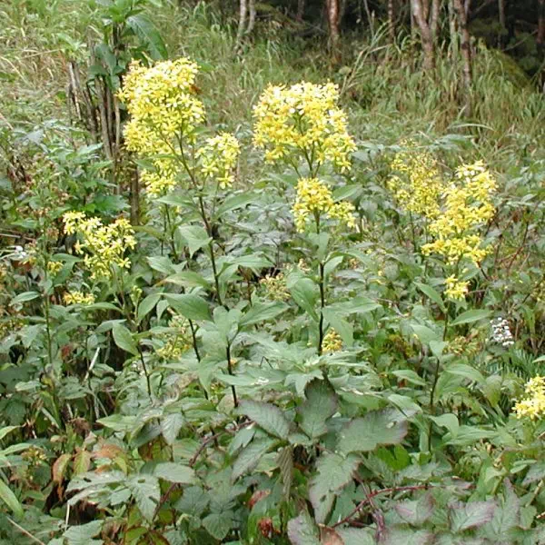 あきのきりんそう