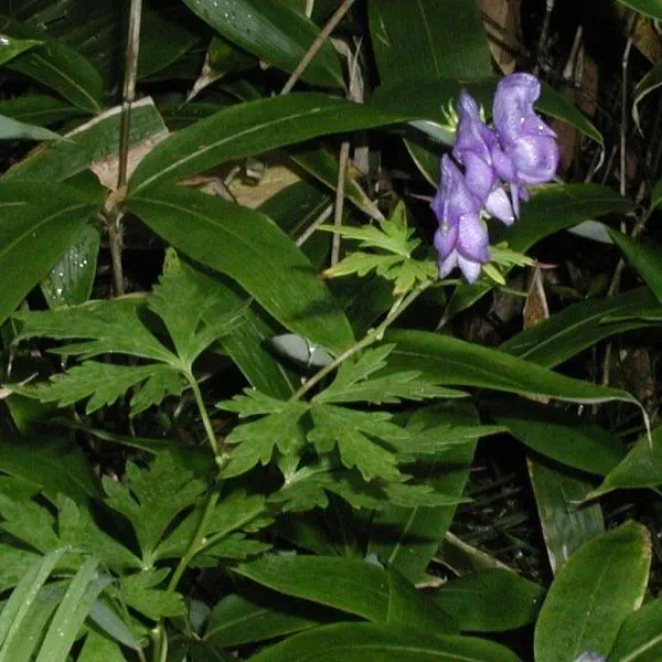 細葉トリカブト